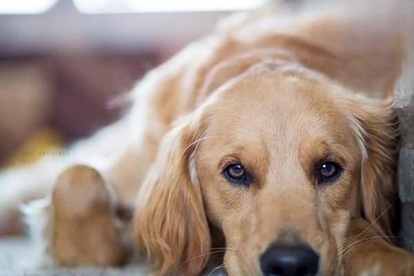 狗狗眼皮赘生物治疗