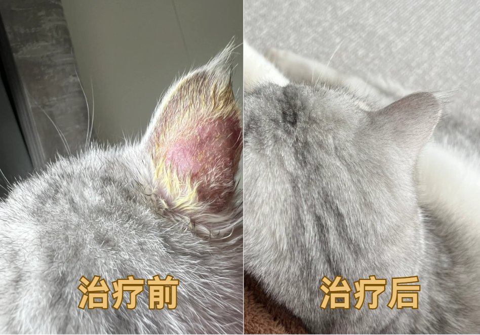 猫藓的药