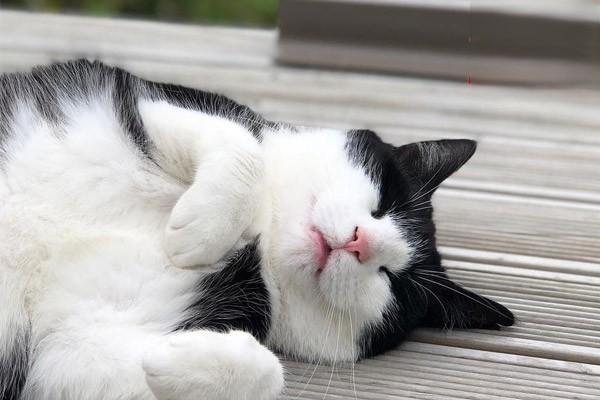 猫咪经常吹空调，一直流鼻涕该怎么办？