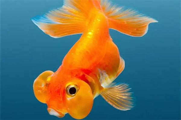 金鱼的生活习性和繁殖方式