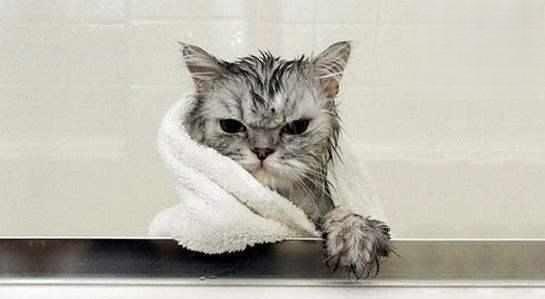 猫咪毛发打湿后都有什么后果