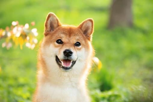 柴犬吃什么狗粮好？科学选粮指南