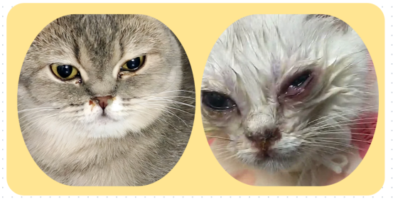 小猫咪眼睛发炎