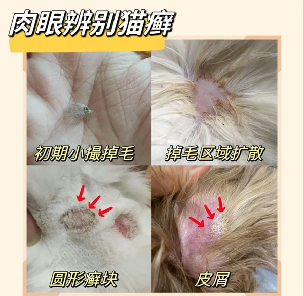 猫癣症状