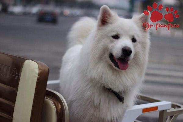 狗狗得口腔炎的原因