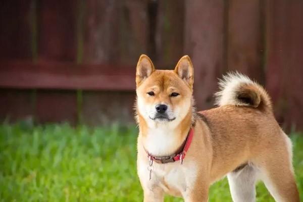 犬瘟热传染人吗 看完就明白了