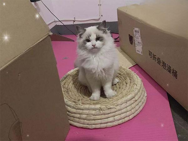 猫瘟恢复效果