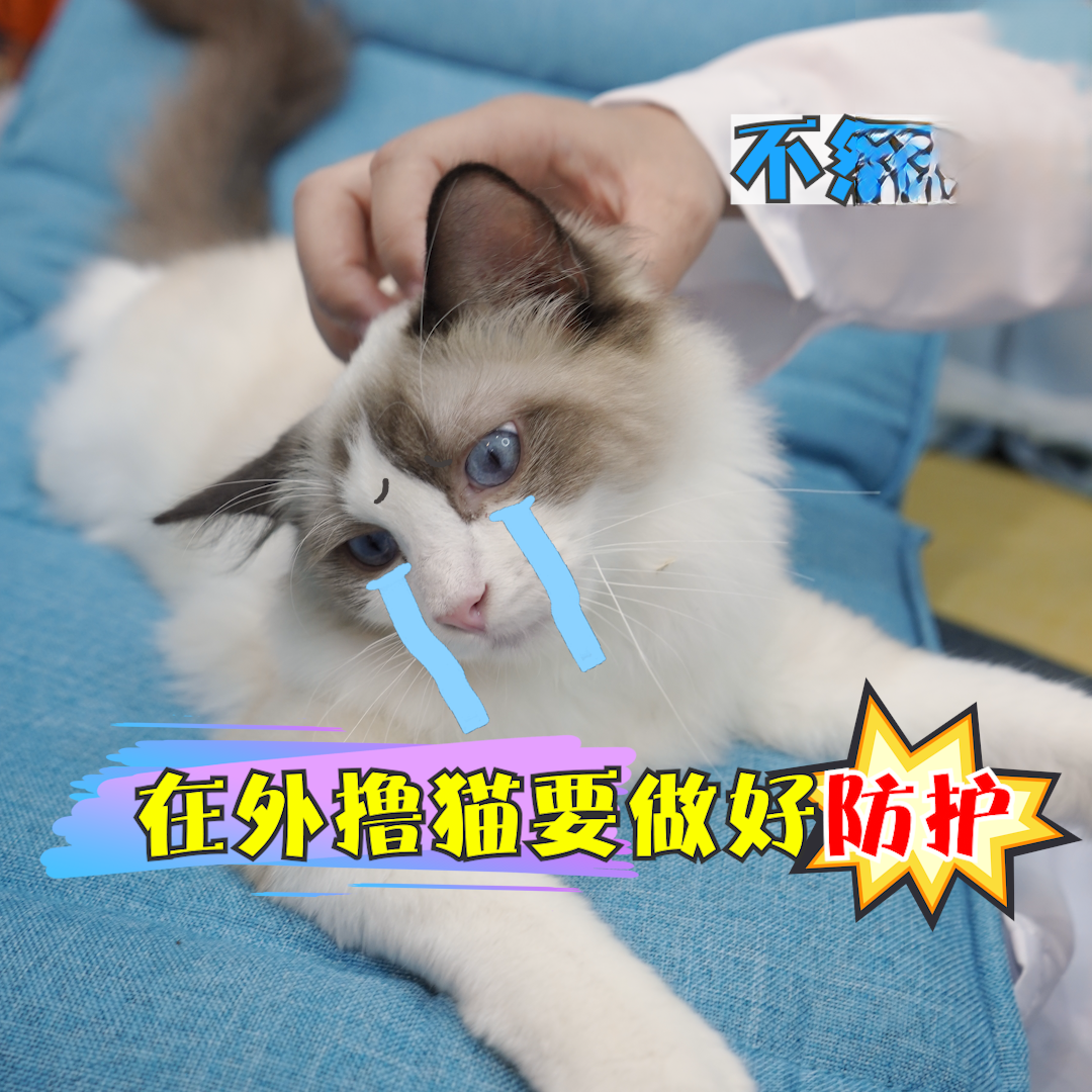 在外撸猫要小心感染猫癣