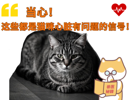 这些都是猫咪心脏有问题的信号，你看懂了吗？