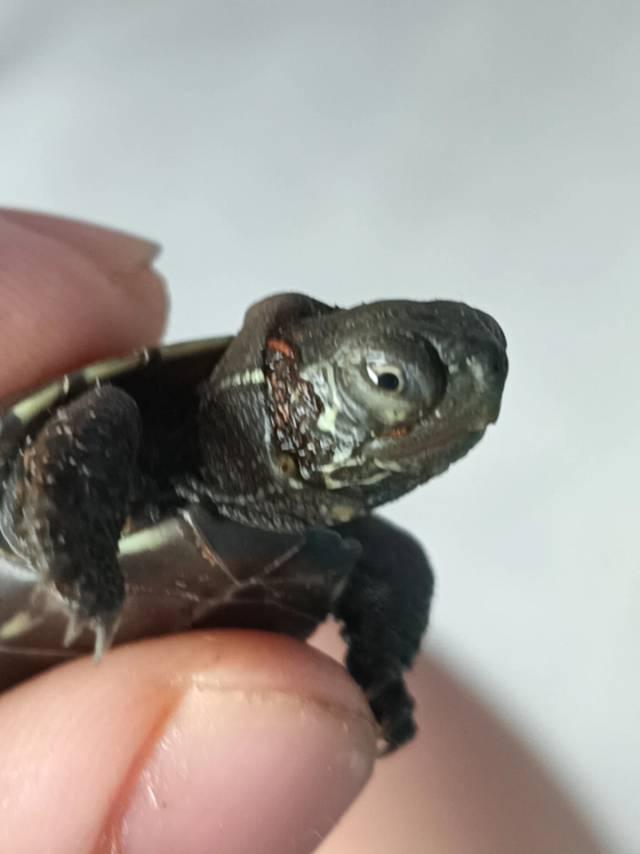 https://s.isdpp.com/images/17lp5UPgxz8kcRpU