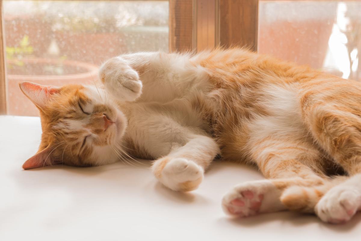 猫咪子宫蓄脓治疗关键要点，你掌握了吗？