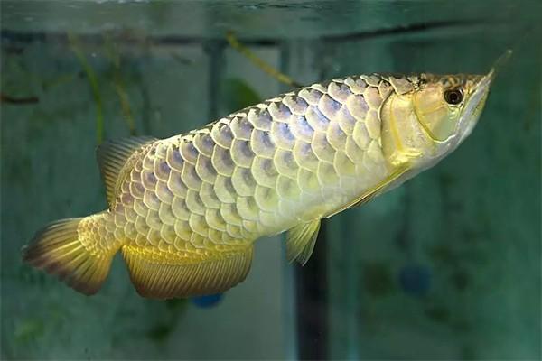 银龙鱼的形态特征和繁殖方法