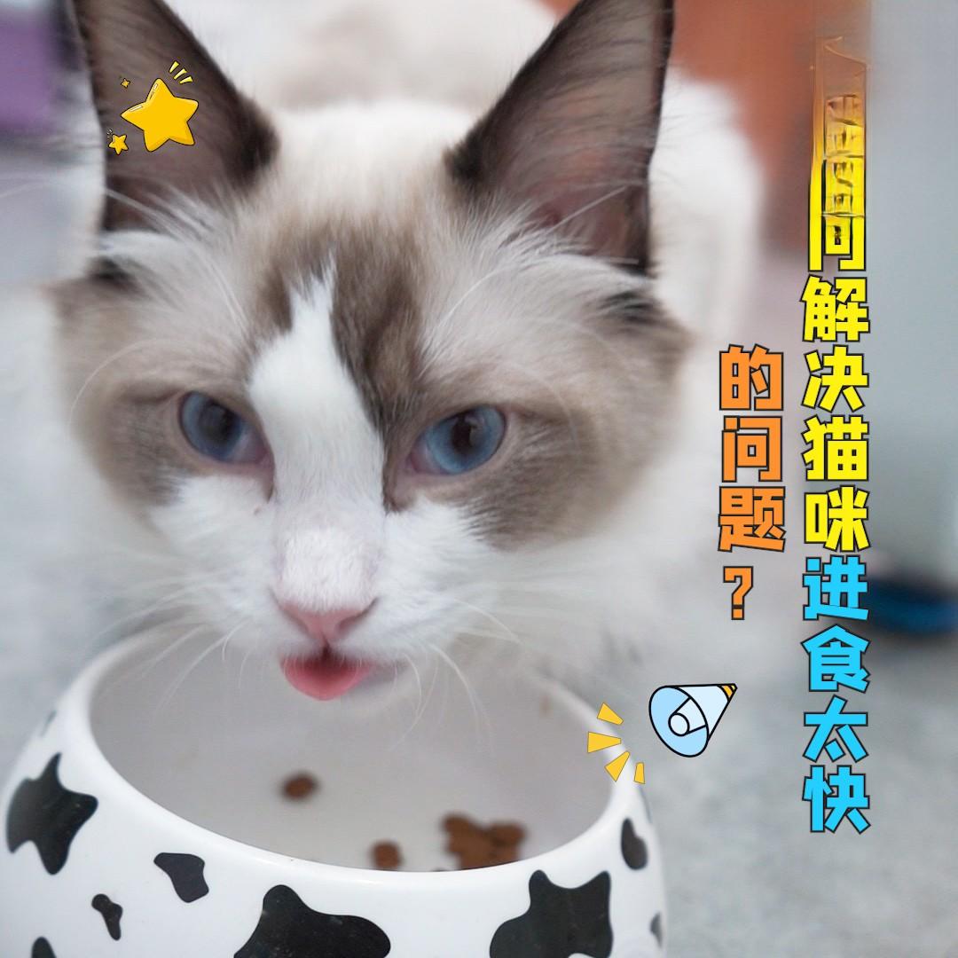 如何解决猫咪进食太快的问题