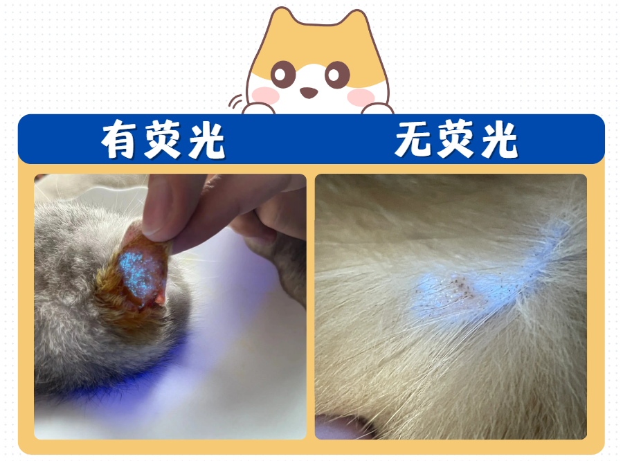 猫癣的诊断方法