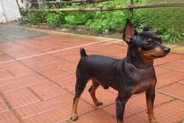 阿富汗猎犬多少钱一只,阿富汗犬的外貌特征