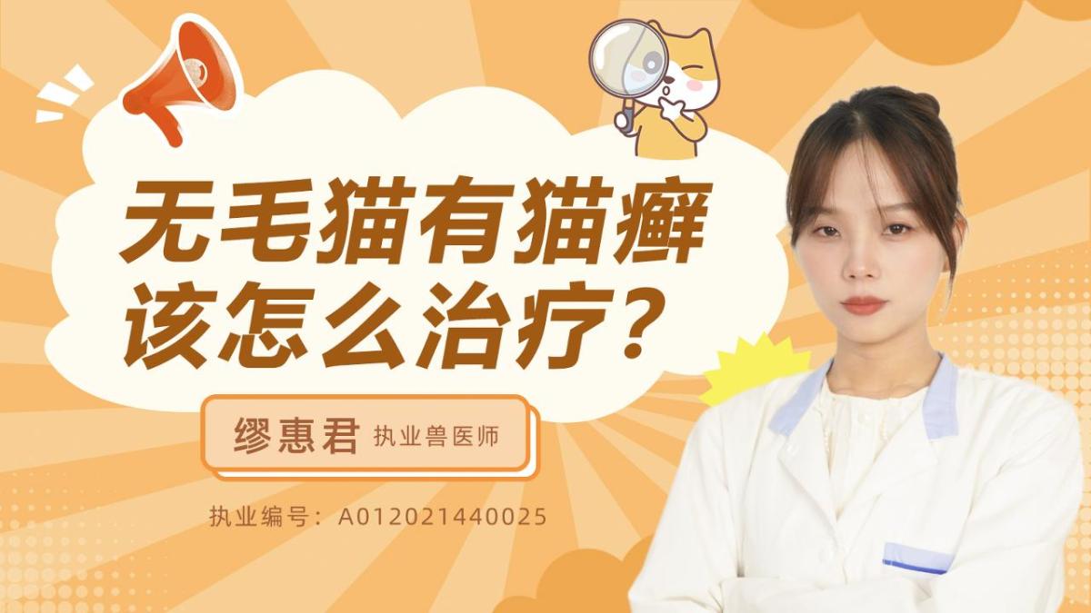 无毛猫有猫癣怎么治疗？
