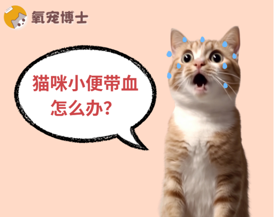 猫咪小便带血是怎么回事