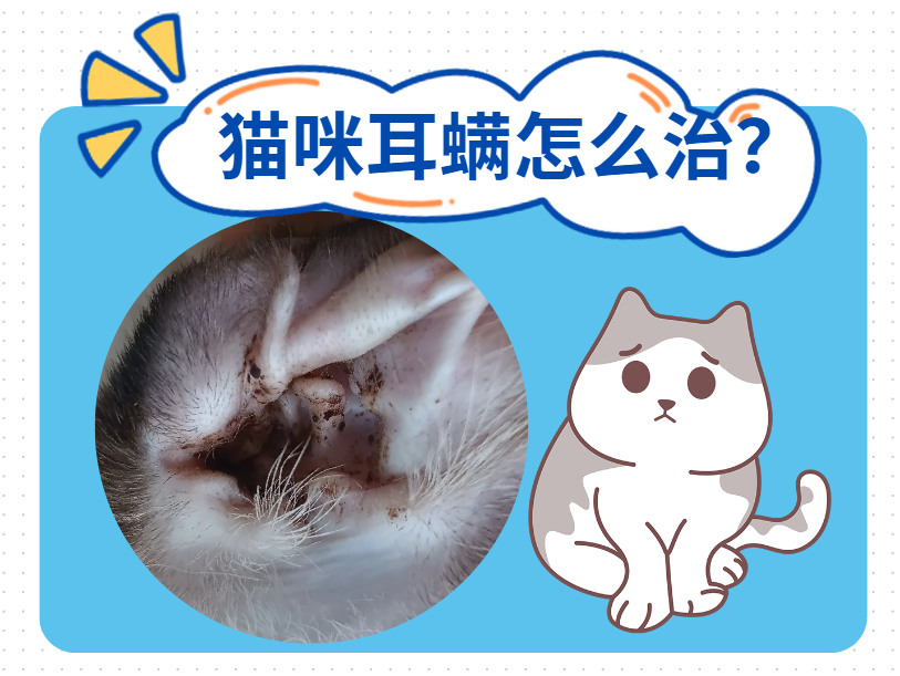 猫咪耳螨怎么治？别慌，耳螨其实很好治！