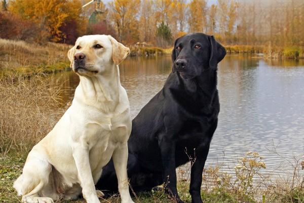 卷毛比熊犬價格,比熊一隻多少錢