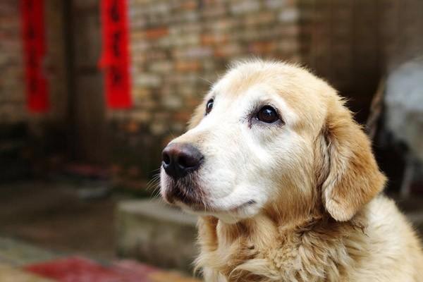 猫狗皮肤过敏症状多久能好