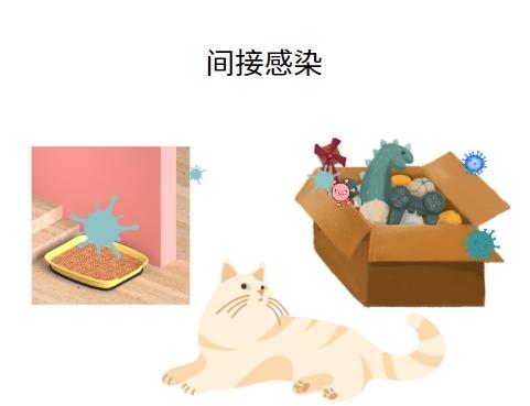 猫鼻支会不会传染给人？