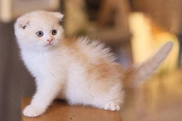 猫咪发出的求救信号都有哪些？
