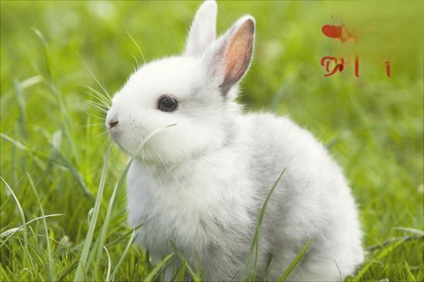 夏季安排兔子配种应该掌握的六个要点