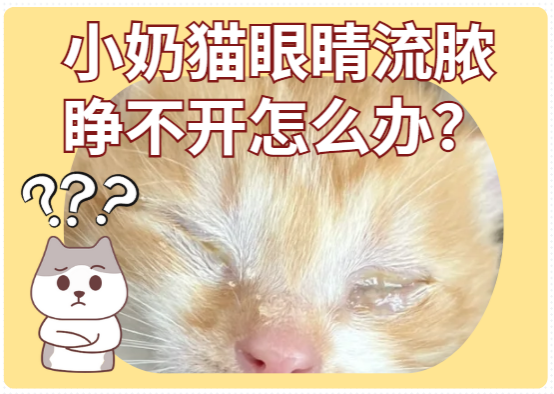 小奶猫眼睛流脓睁不开怎么办？