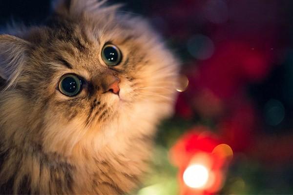 猫肾结石是什么原因导致的？