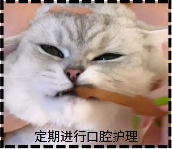猫咪口炎怎么办？教你快速解决！