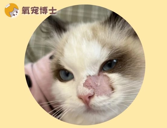 红霉素治猫癣太好用了
