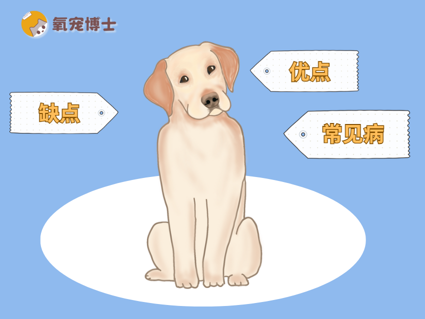 为什么不建议养拉布拉多？