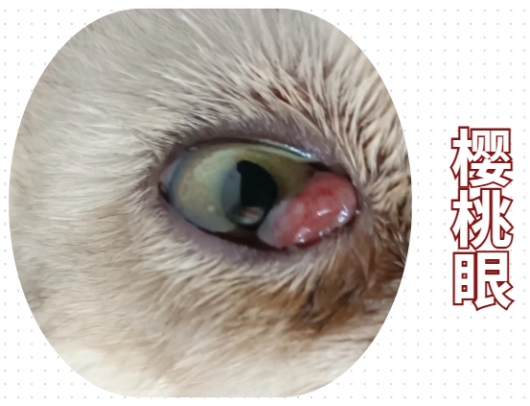 貓咪眼睛發炎怎麼處理？