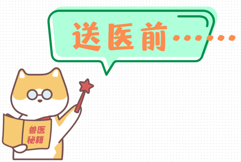 小猫嘴巴周围秃了一块怎么办？