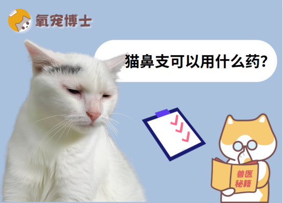 还在为猫鼻支用药发愁？见效超快的治疗指南来了