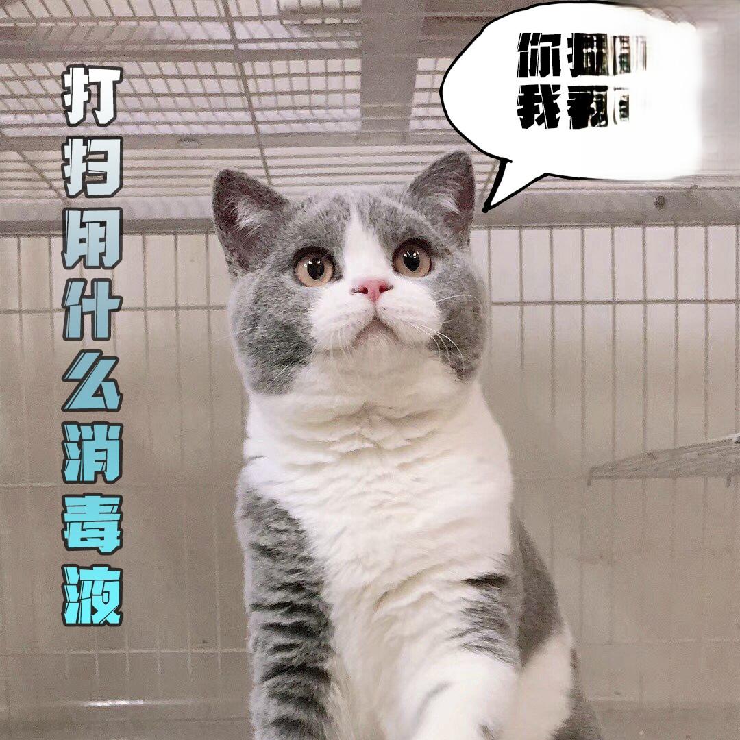 家里养猫打扫卫生用什么消毒好