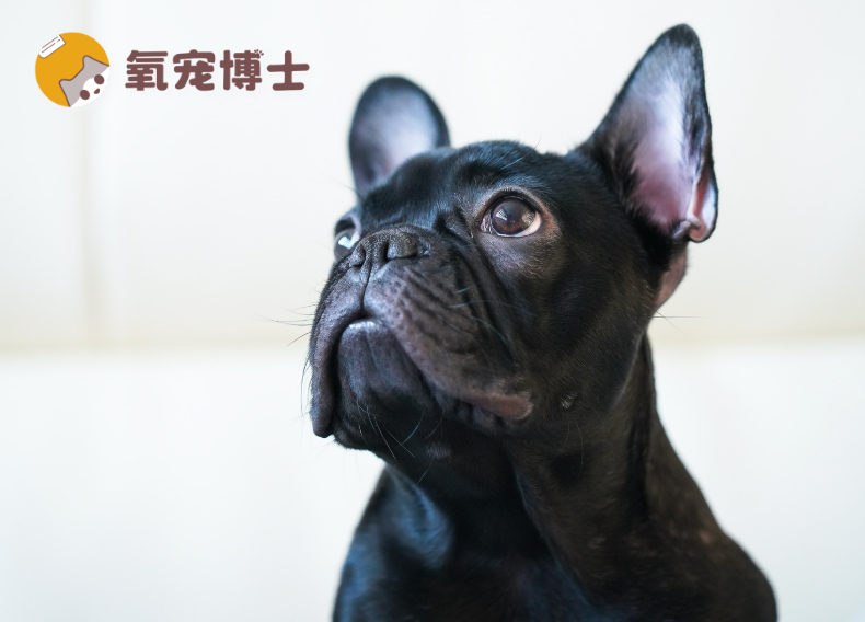 叫名字没反应？警惕狗狗听力下降的5个常见表现