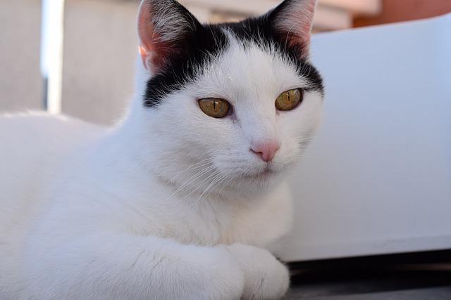 猫咪不吃猫粮？先排查这5大诱因！新手自查指南