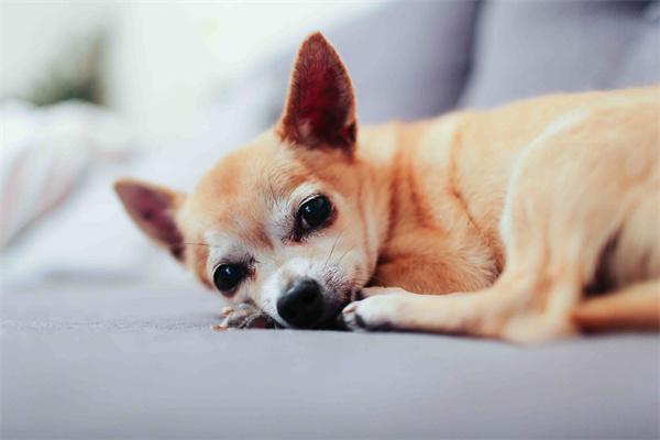 狗狗毛囊炎是怎么引起的？