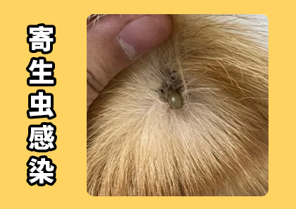 犬寄生虫感染