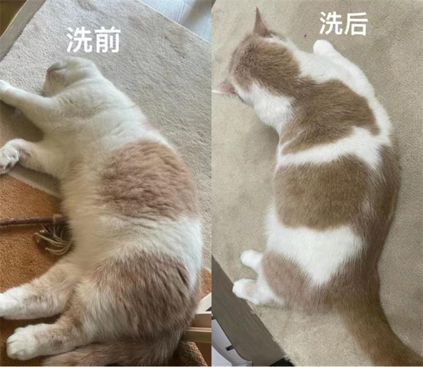 伊乐芙猫咪沐浴露