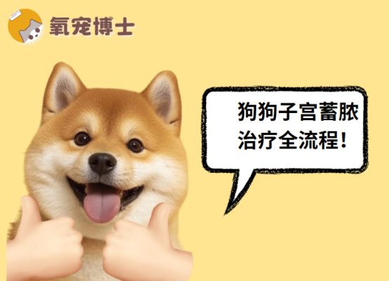 狗狗子宫蓄脓怎么治疗？