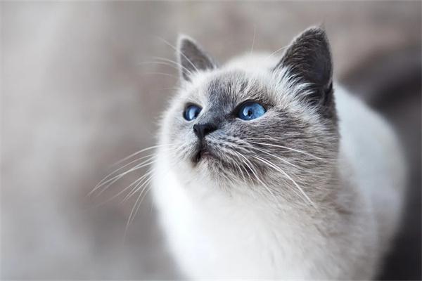 冬天怎么预防和猫咪产生静电？