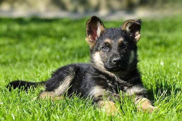 德國杜賓犬缺點有哪些