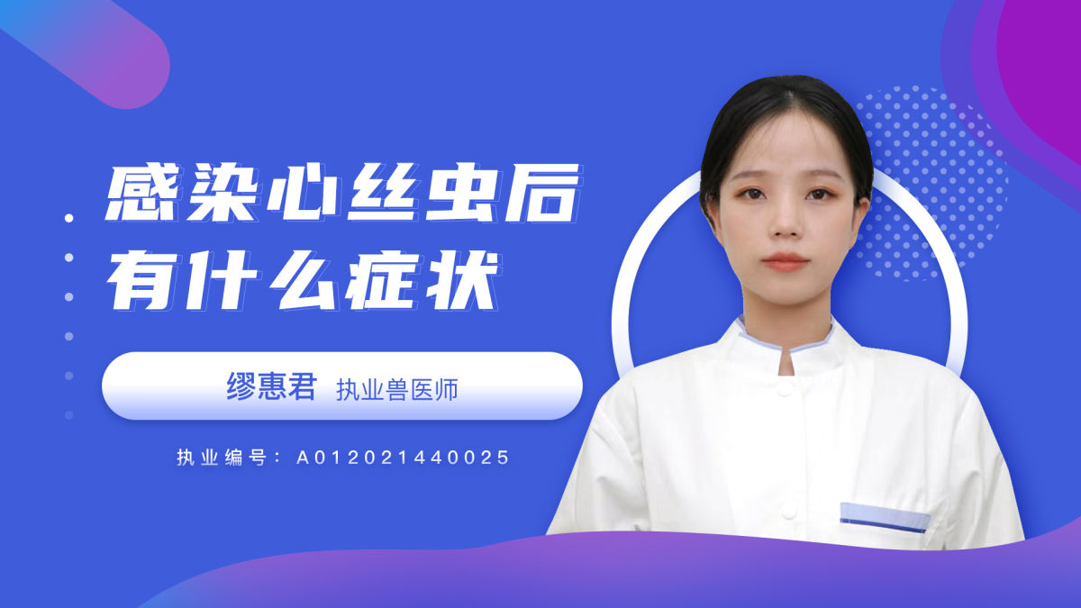 感染心丝虫后有什么症状？