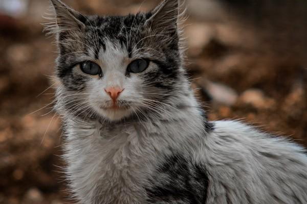 猫咪刚到新家怎么快速适应新环境