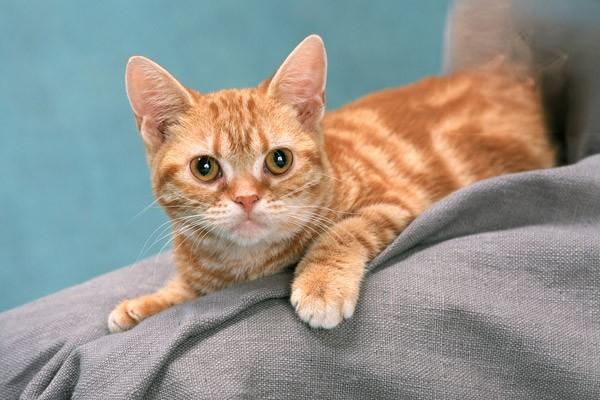 自制猫饭，猫饭鸡胸肉的做法