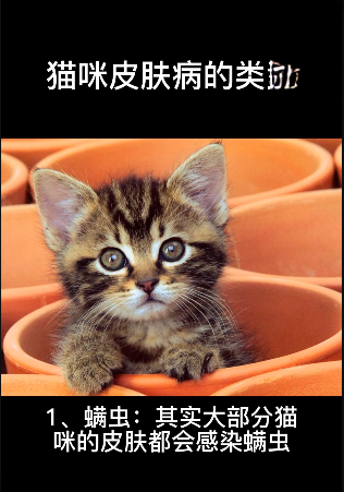 猫咪皮肤病类型