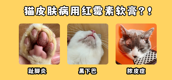 再说一次！猫咪皮肤病不要再乱用红霉素软膏了！