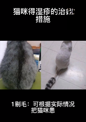 猫咪得湿疹的治疗措施